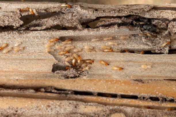 Pest Control for Restaurants in Puget Island, WA